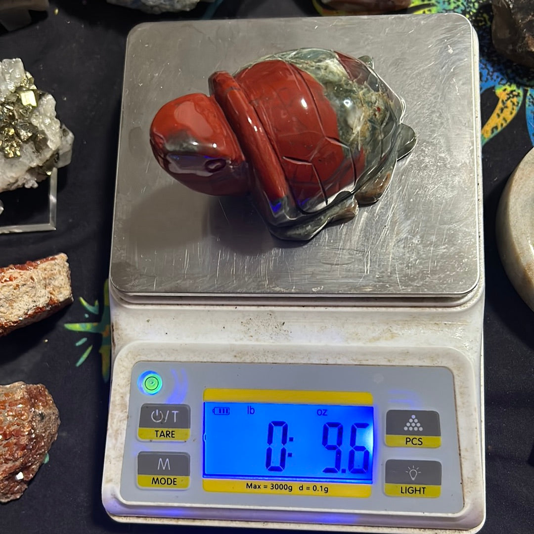 African Bloodstone Turtle