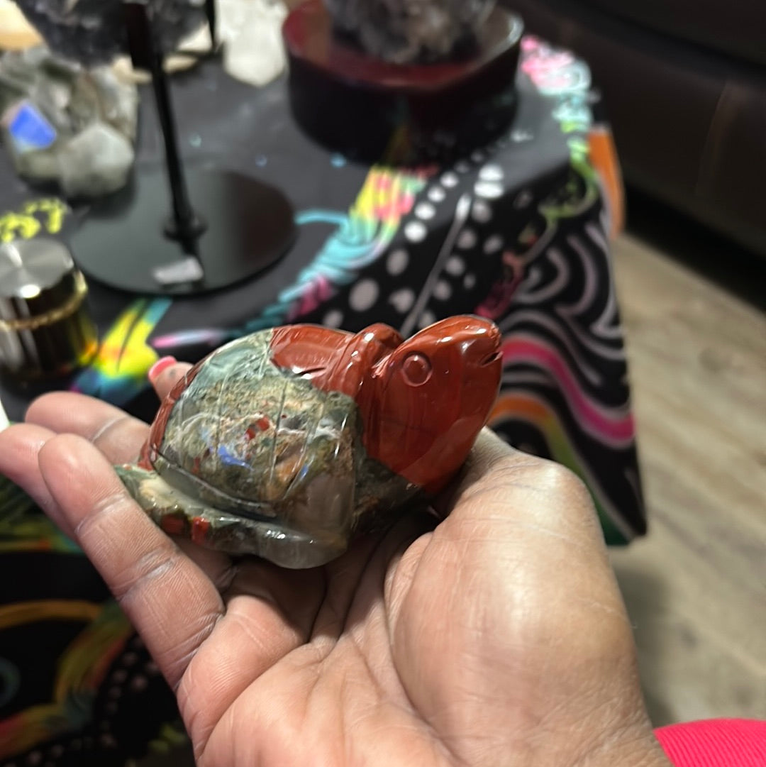 African Bloodstone Turtle
