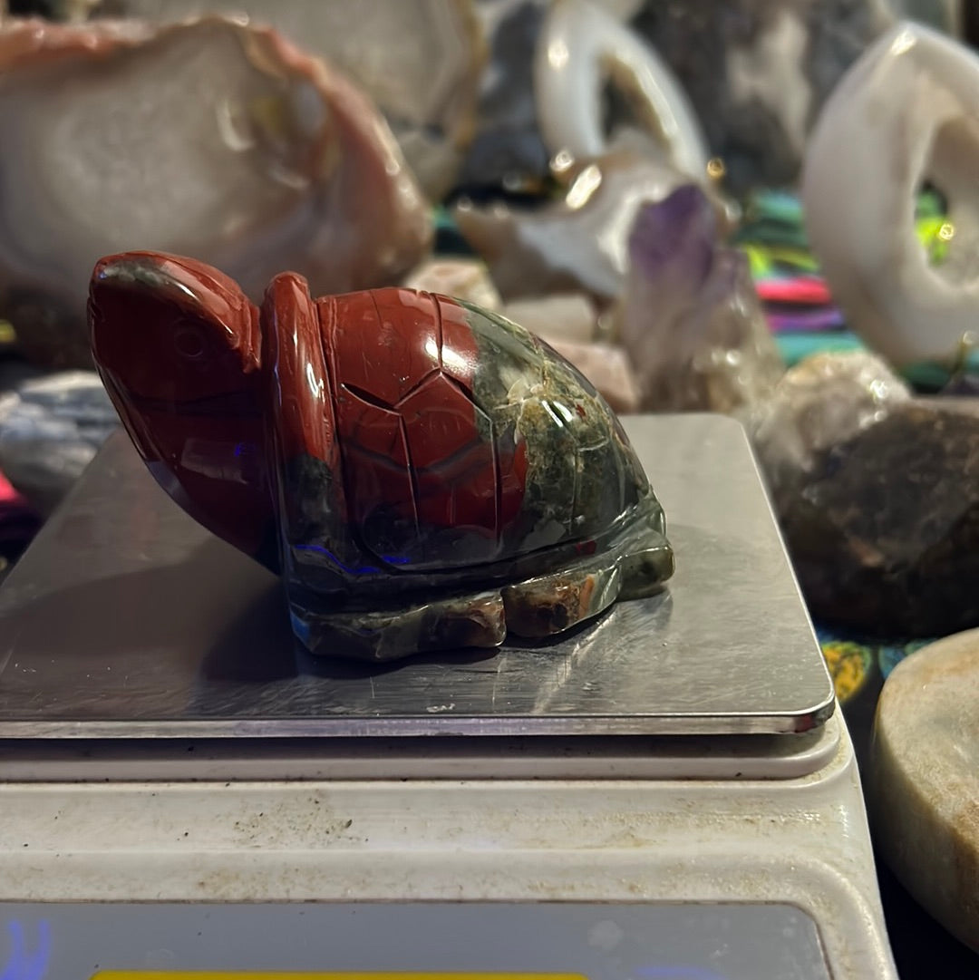 African Bloodstone Turtle