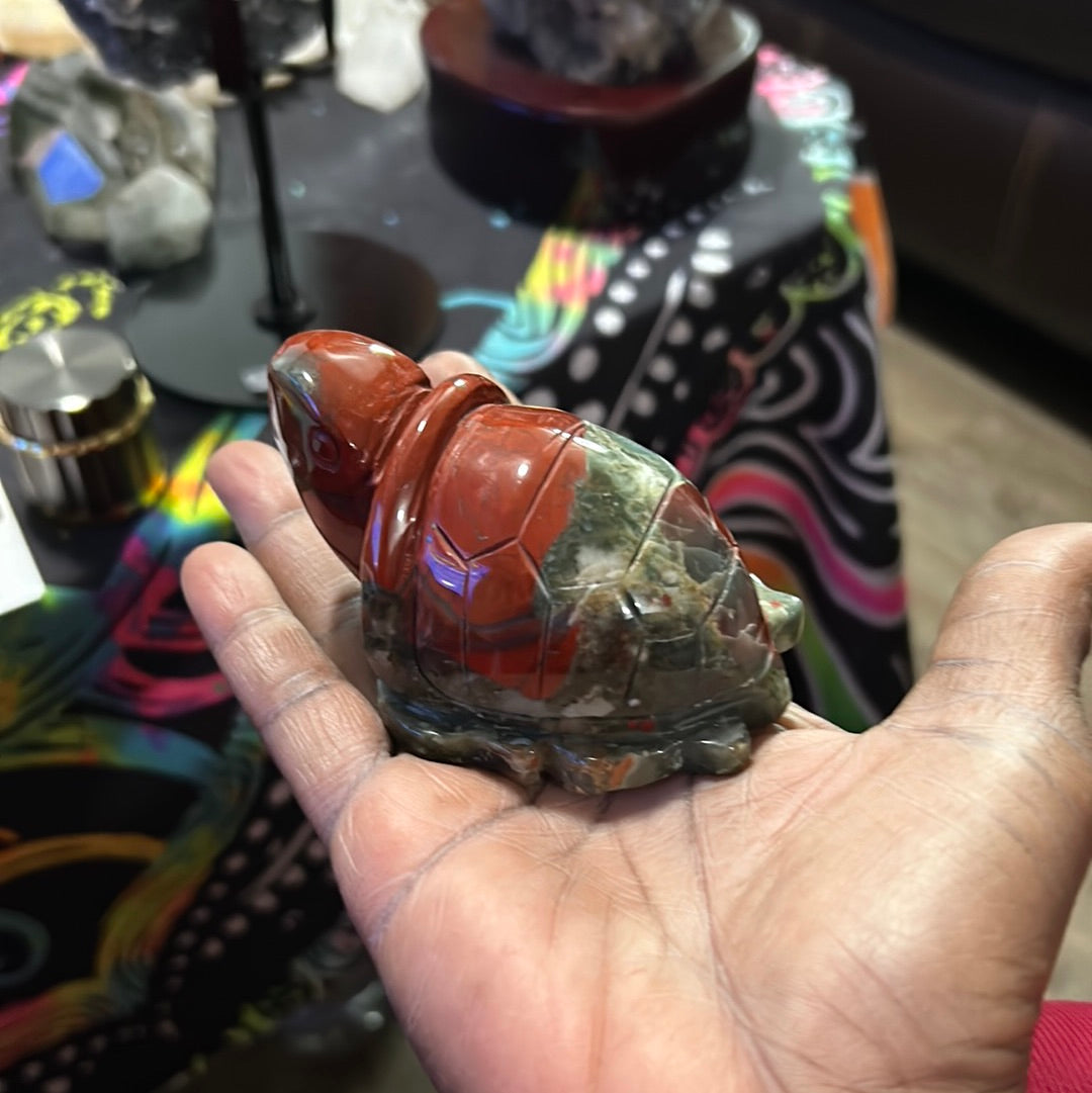 African Bloodstone Turtle