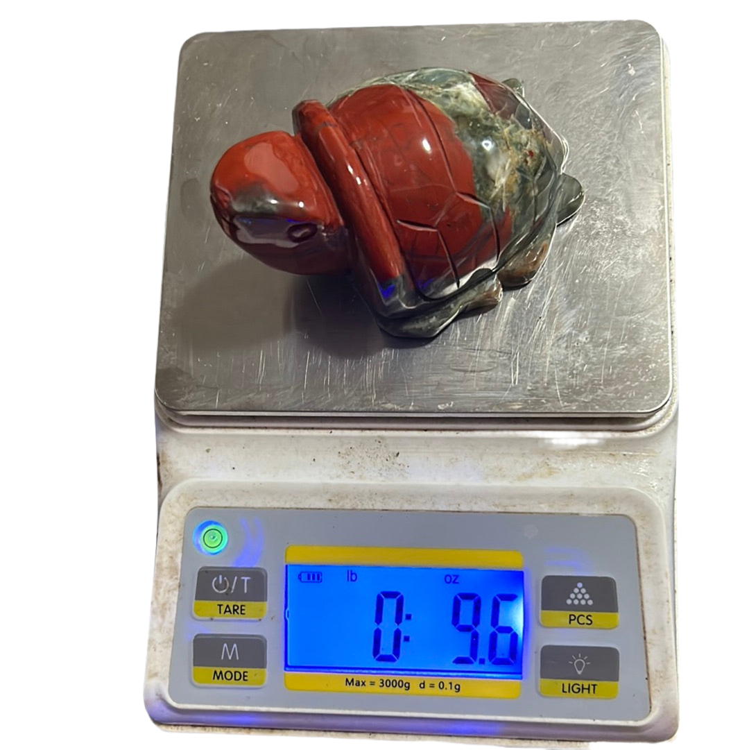 African Bloodstone Turtle